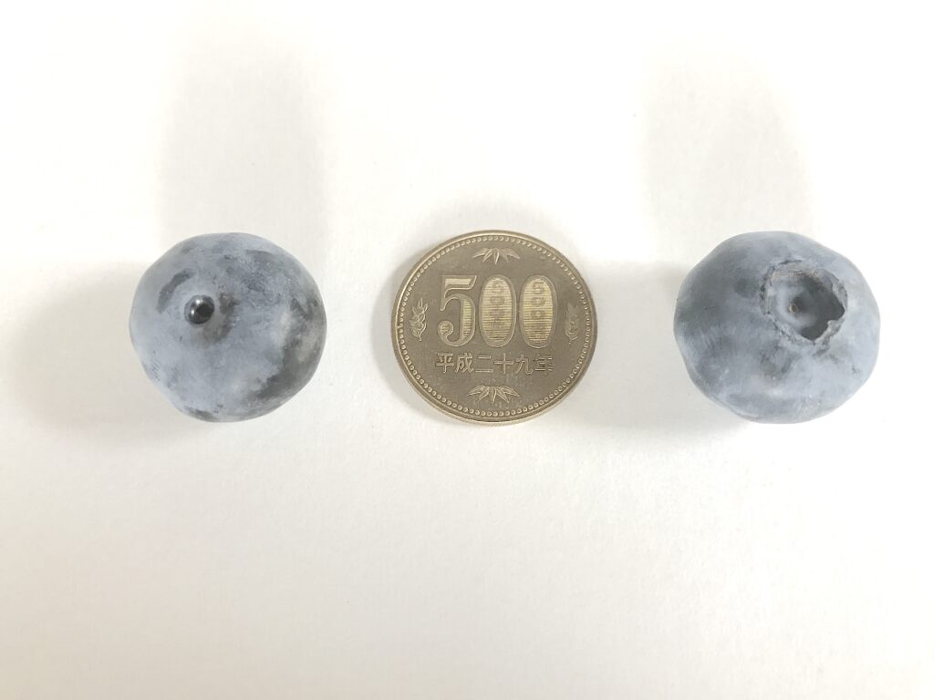 ブルーベリーと500円玉を比較した画像